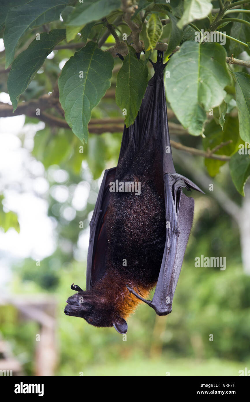 Grande Flying Fox o frutta bat (Pteropus vampyrus) appeso a un albero a Bali Indonesia Foto Stock