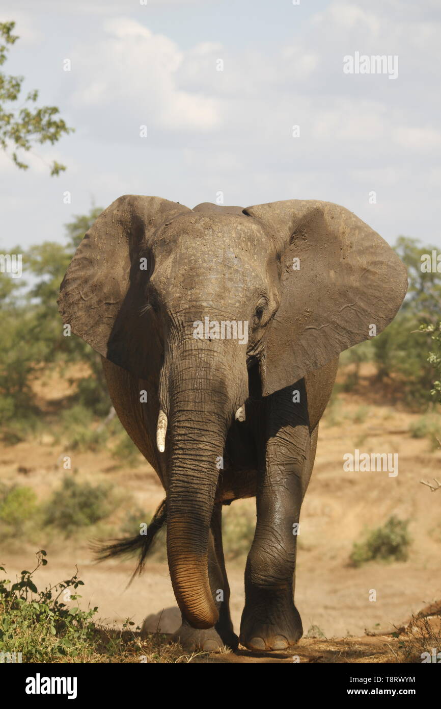 Caricamento voce elefante verso la telecamera Foto Stock