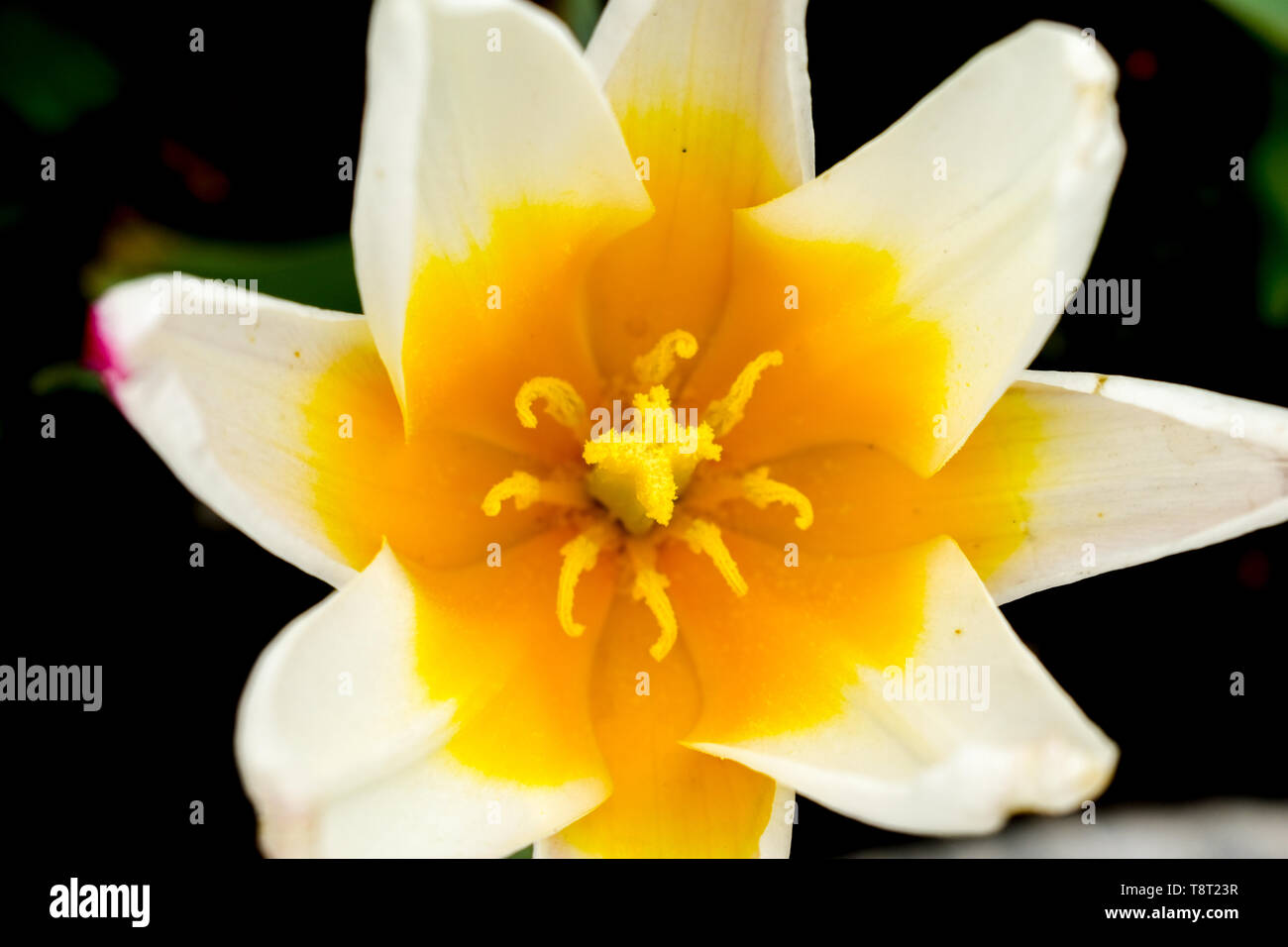 Tulip flower dalla prospettiva di un uccello. Foto Stock