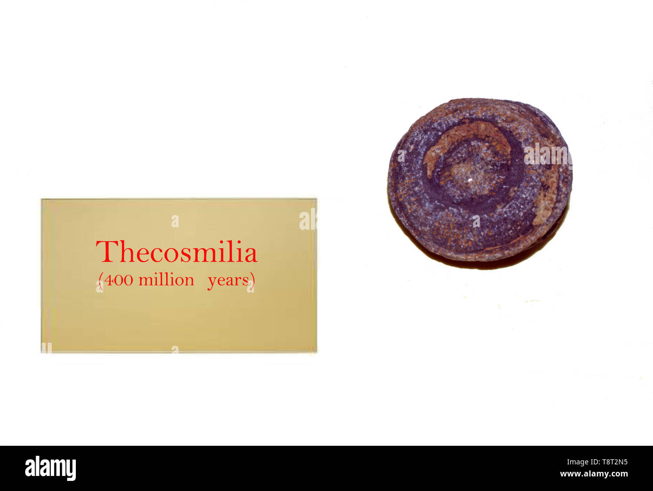 Fossile Thecosmilia close-up Foto Stock