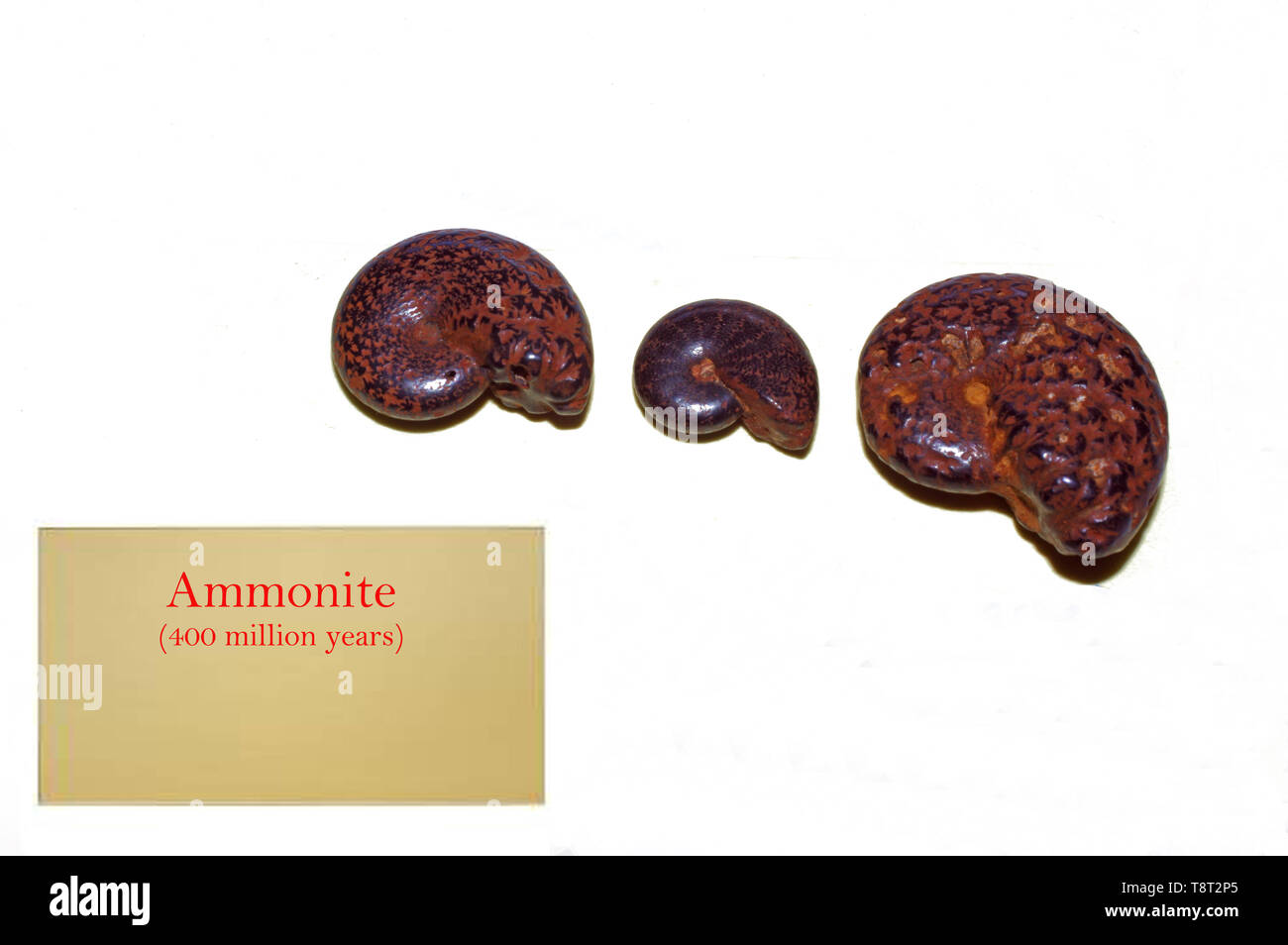 Ammonita fossili close-up Foto Stock