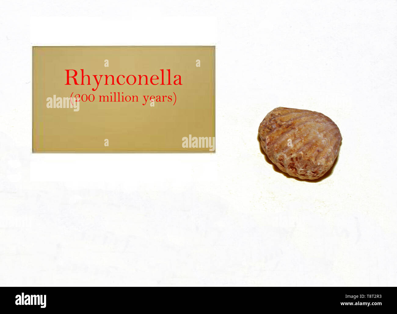 Fossile Rhynconella close-up Foto Stock