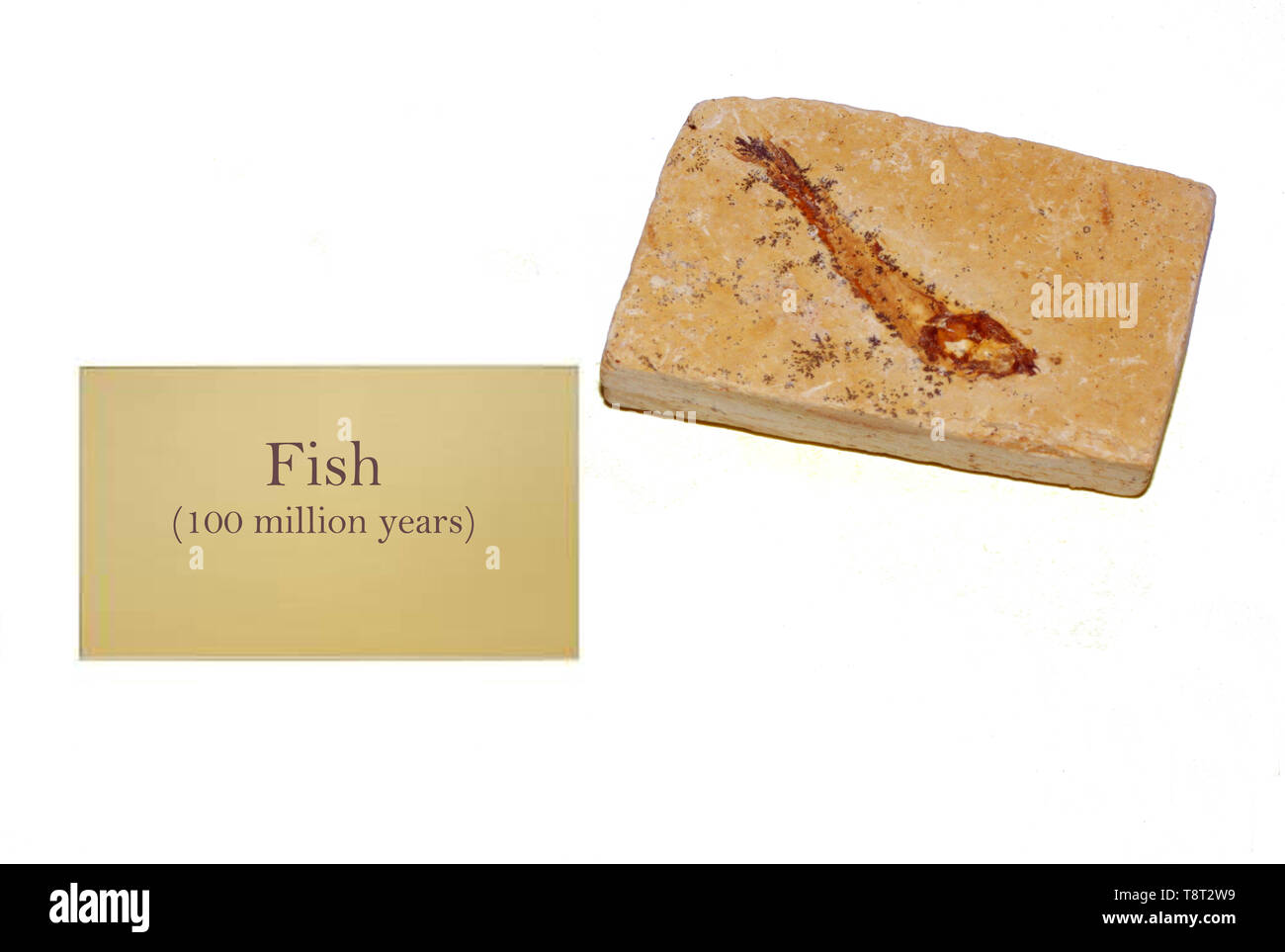 I pesci fossili di close-up Foto Stock