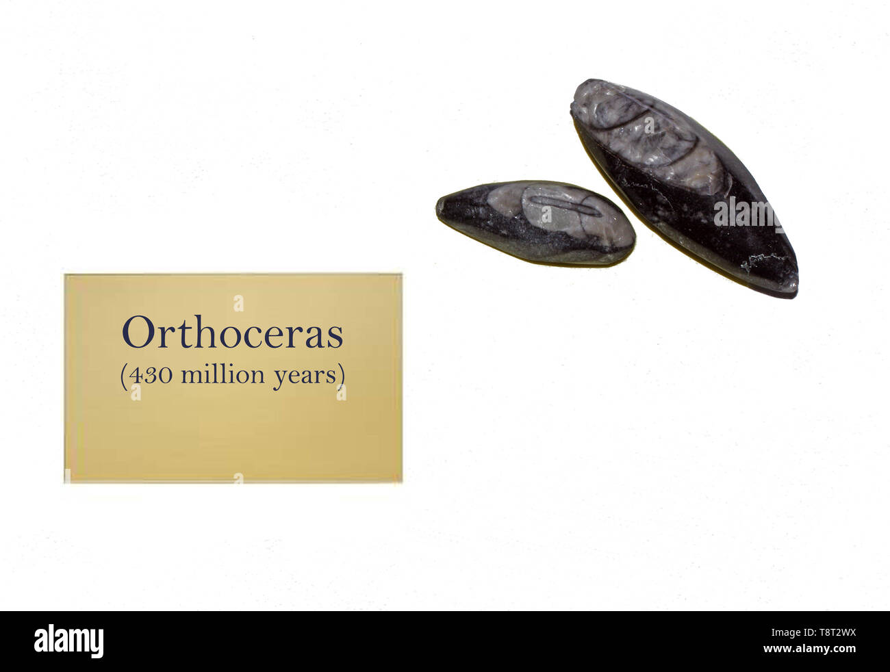 Guscio Orthoceras fossile close-up Foto Stock