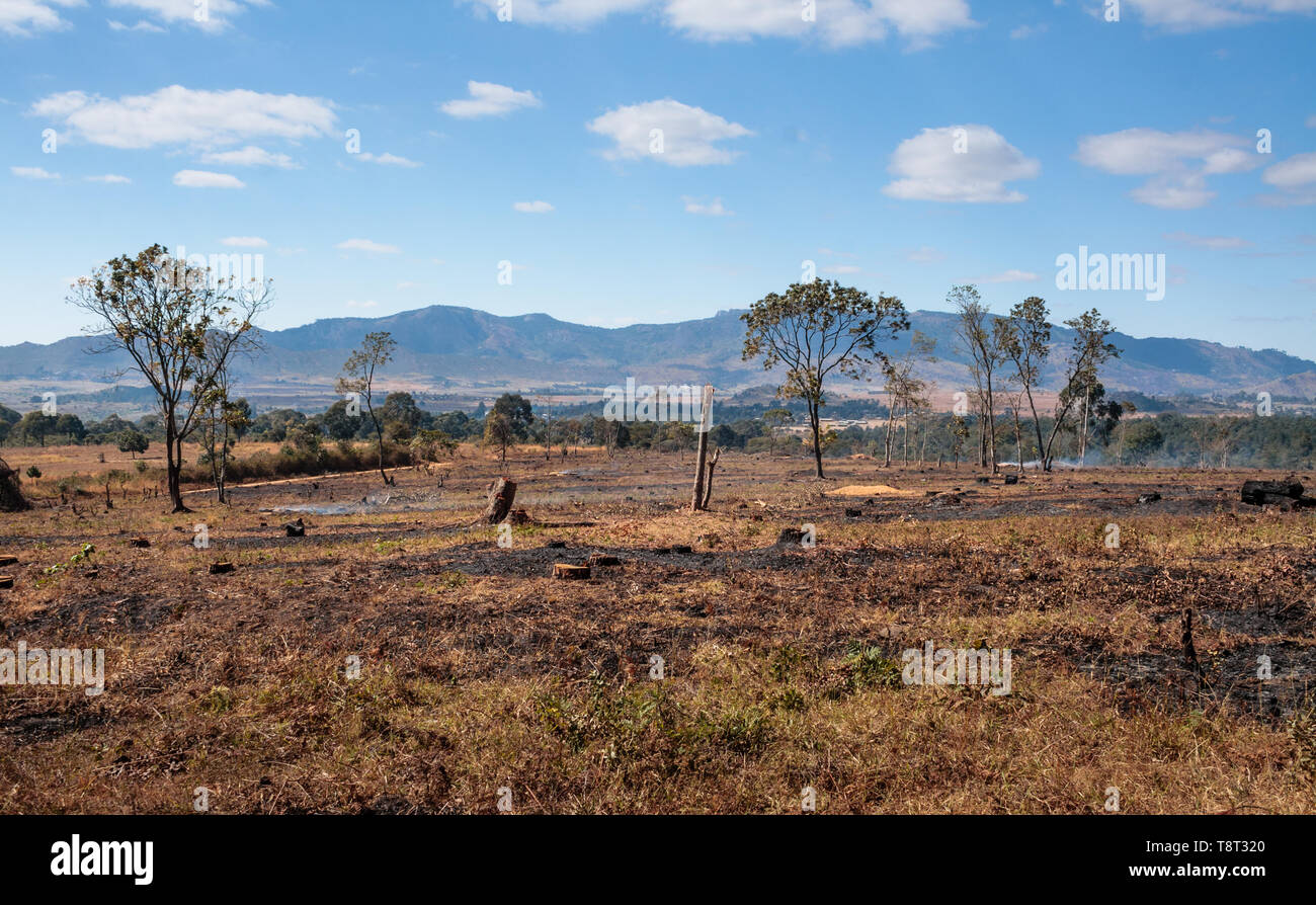 Un campo è bruciato dopo la alberi di pino sono stati liquidati entro la foresta Chongoni Dedza Malawi Foto Stock