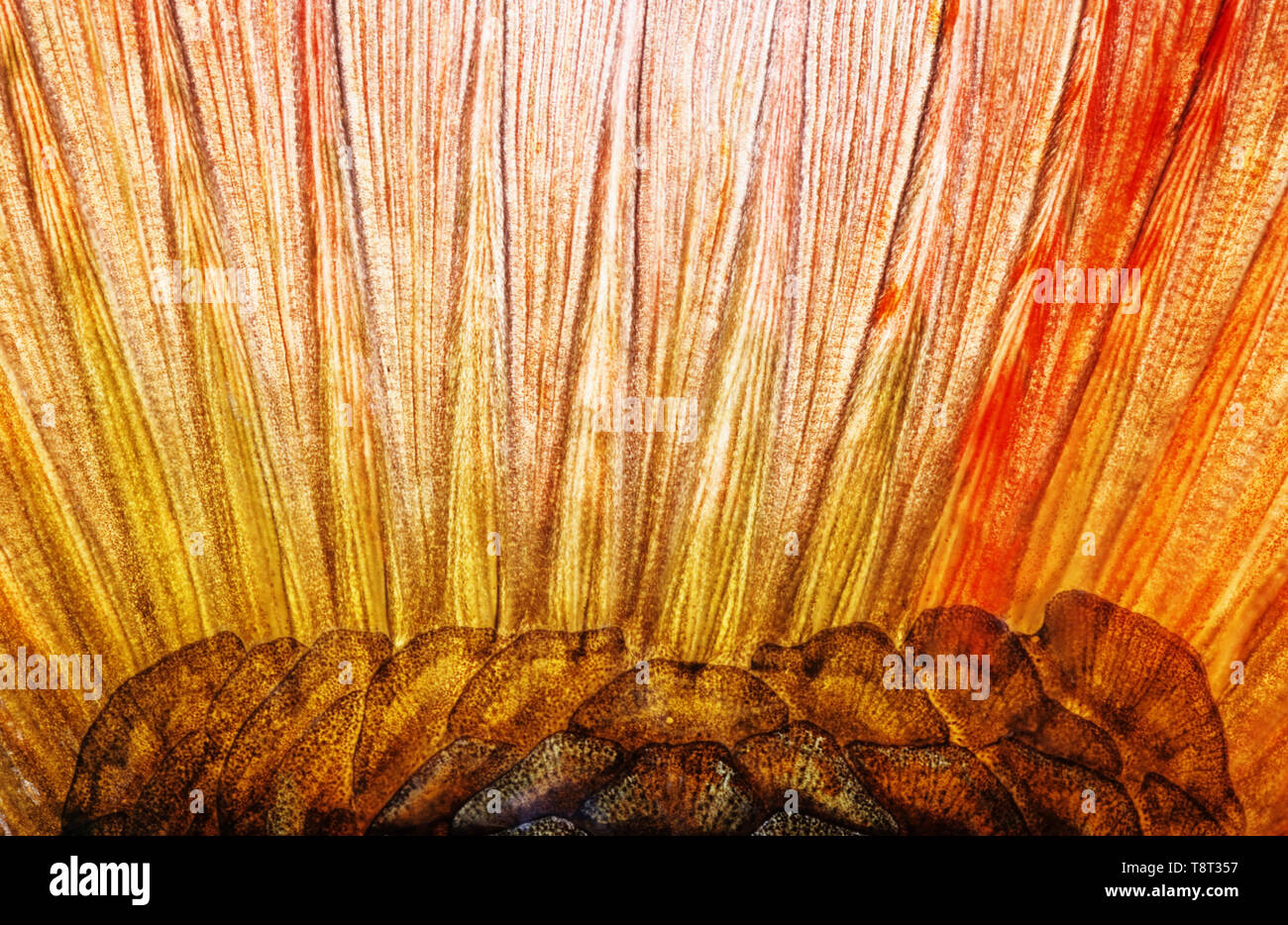 Base della pinna di coda dell'IDE (Leuciscus consumatori di stupefacenti per via parenterale). Immagine appare un po' morbidi a causa del muco epidermica che copre la pelle. Foto Stock