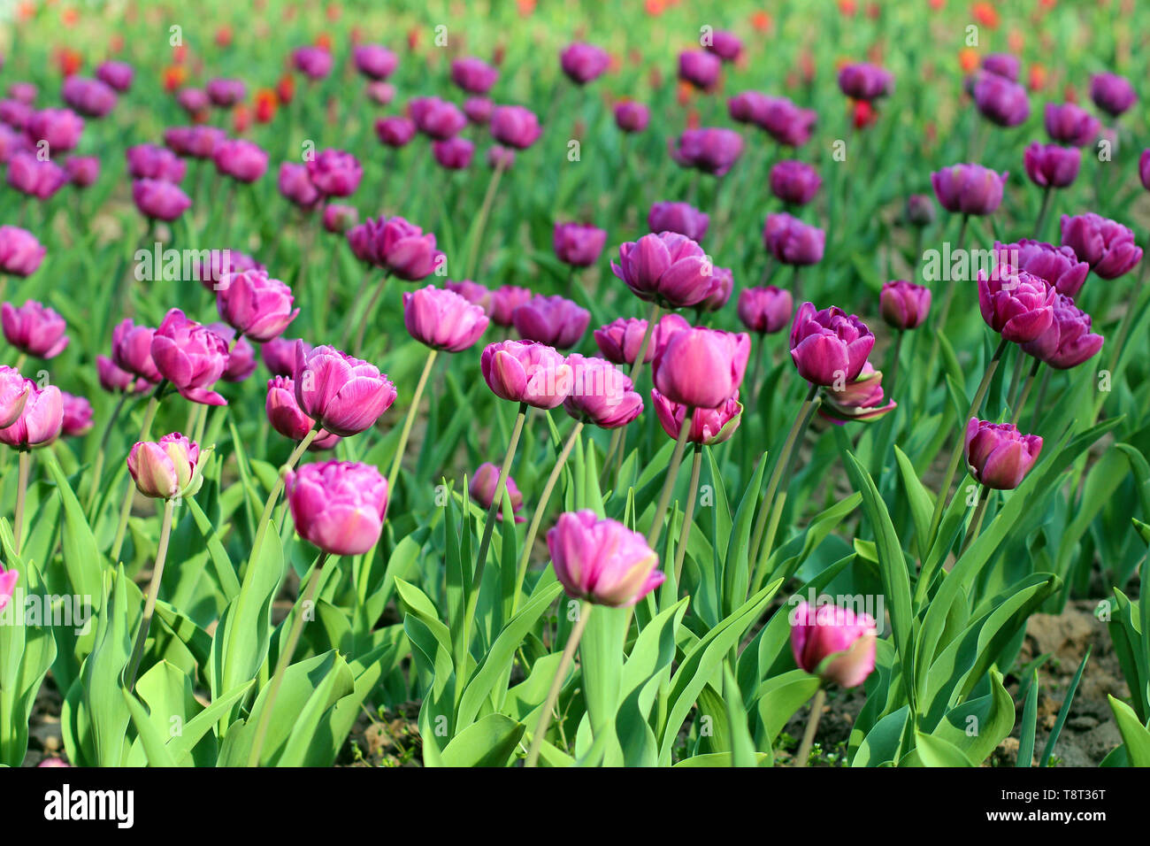 Bella viola tulip fiori su aiuola di fiori in primavera Foto Stock