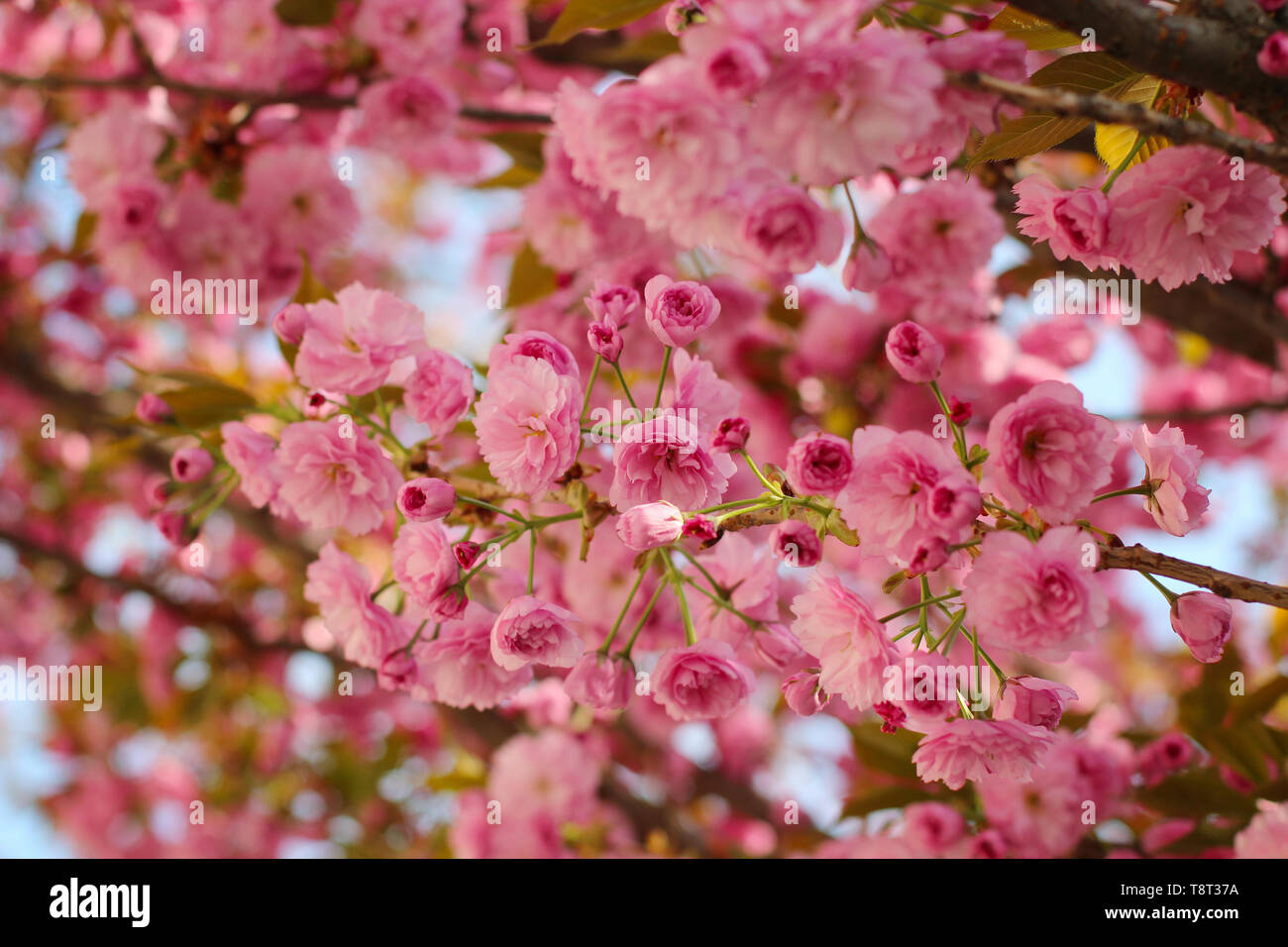 Succursali di fioritura rosa sakura (fioritura ciliegio) in primavera Foto Stock