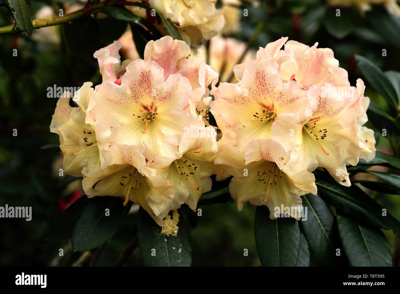 Le fioriture di rododendro Wind River. Foto Stock