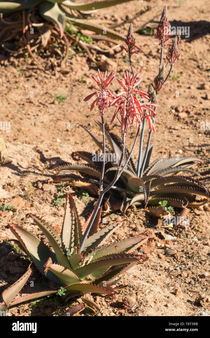 Aloe affinis, nativo di Gauteng(Transvaal) Sud Africa di rosso-arancio fiori. fioritura invernale stemless evergreen aloe Foto Stock