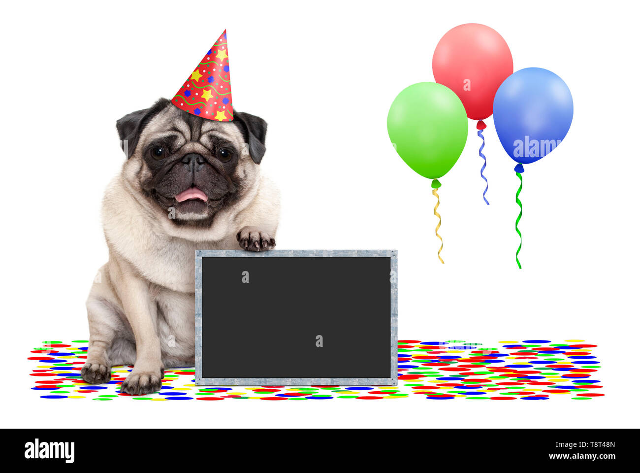 Frolic sorridente festa di compleanno pug dog con Blackboard, coriandoli e palloncini decorazione, isolati su sfondo bianco Foto Stock