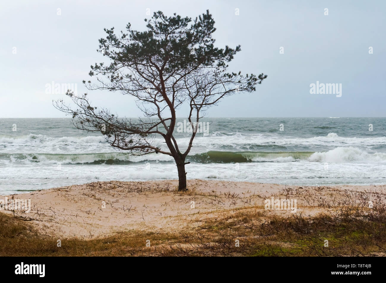 Albero solitario dal mare, le tempeste in riva al mare Foto Stock