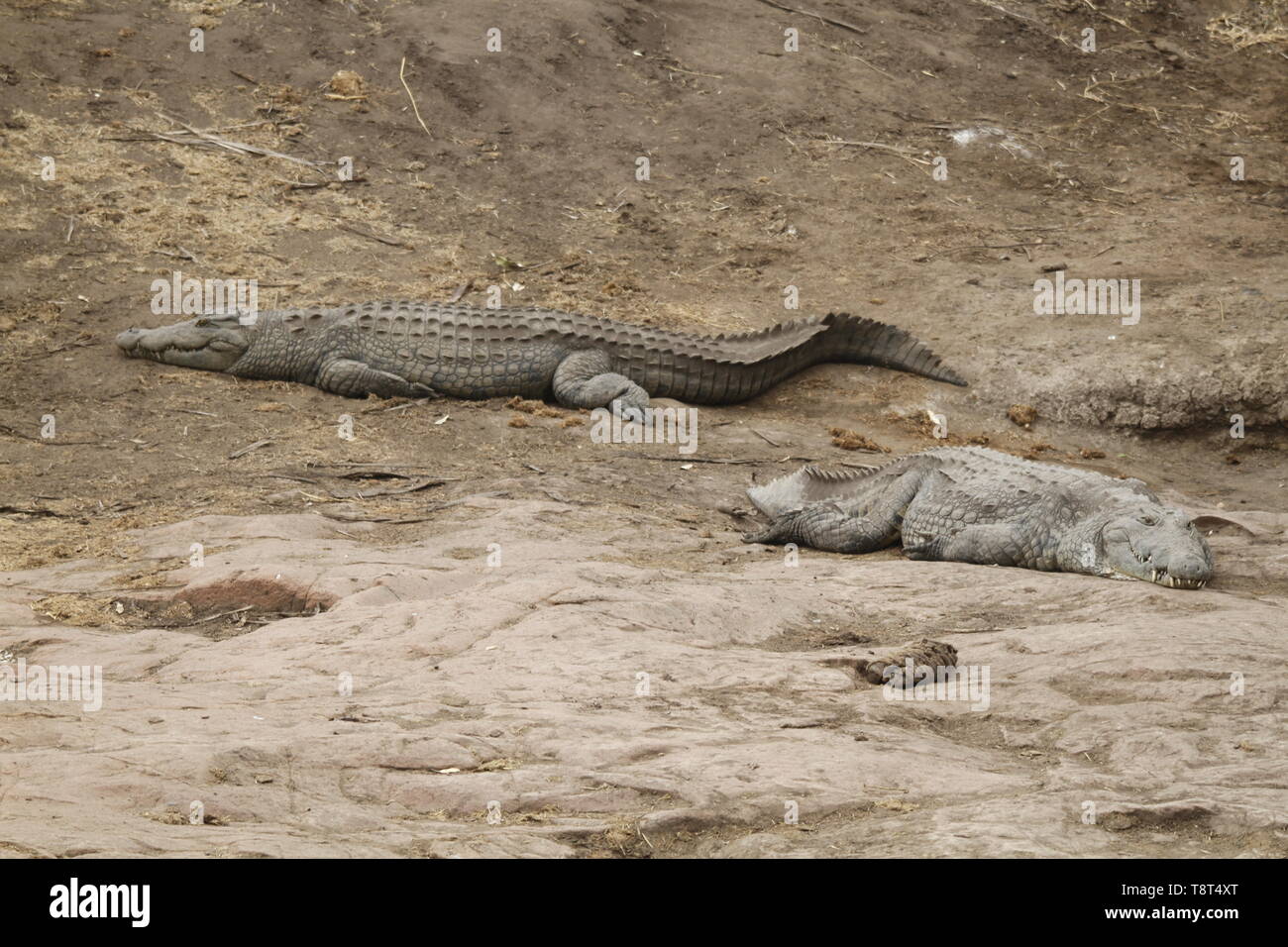 Enormi coccodrilli del Nilo su una riva di un fiume Foto Stock