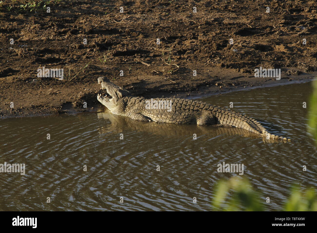 Grande coccodrillo del Nilo a bordo di un fiume con la bocca aperta Foto Stock