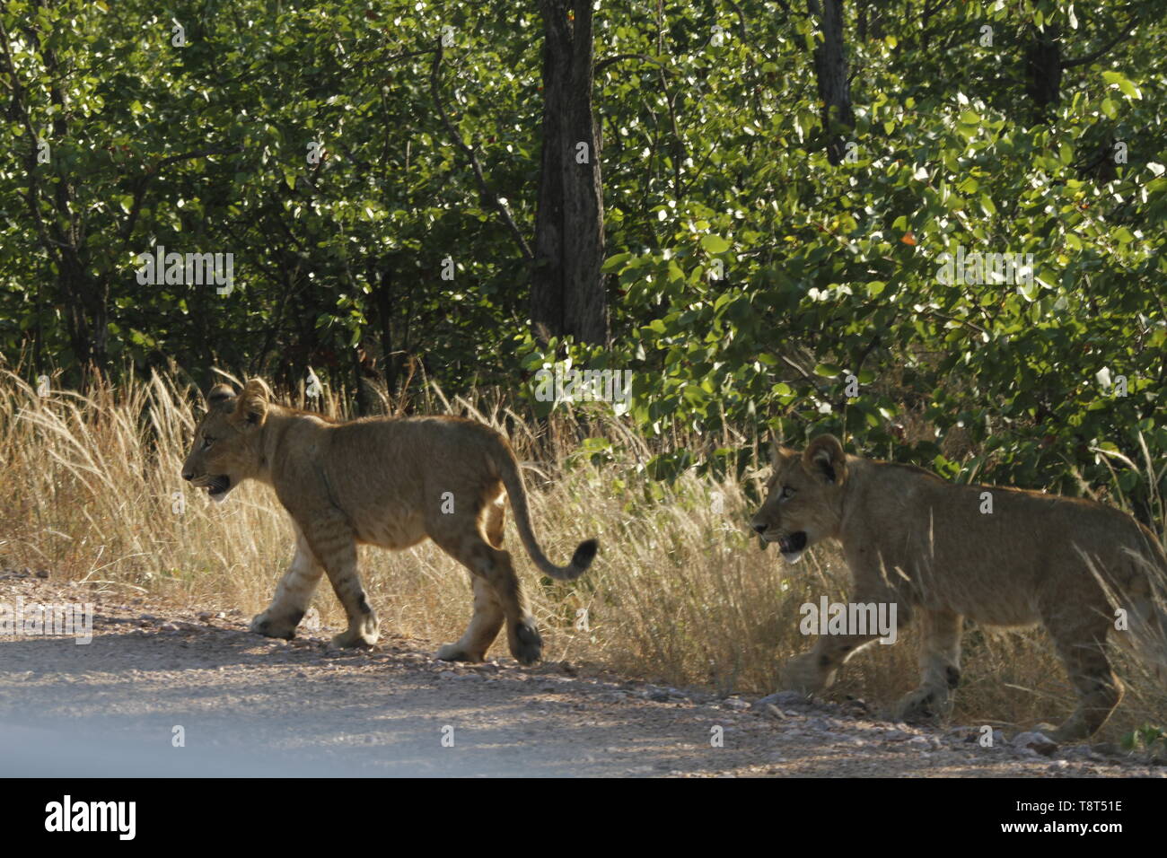 Lion cubs sul bordo di una strada Foto Stock