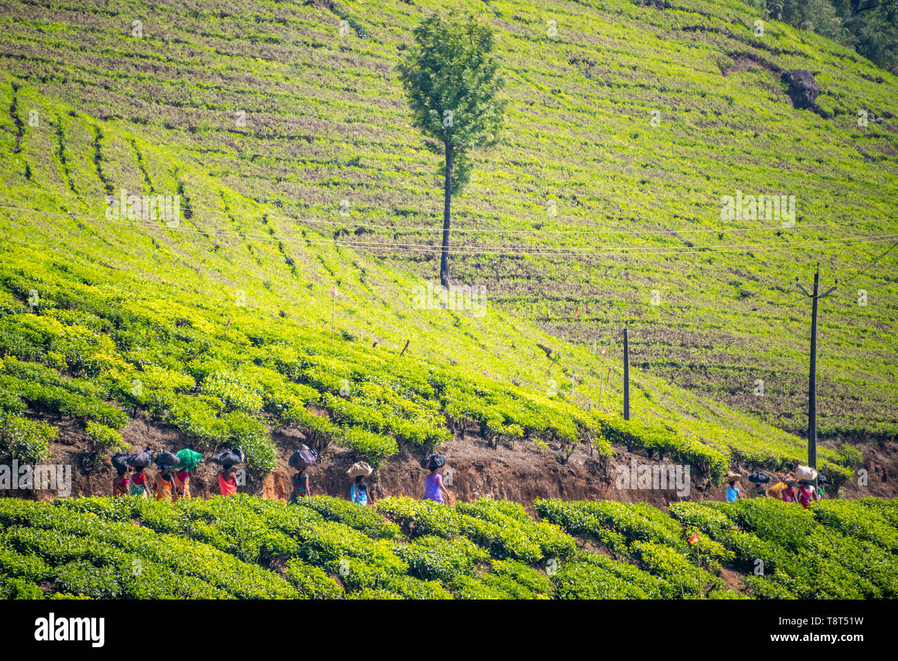 Vista orizzontale della piantagione di tè lavoratori a piedi home in Munnar, India. Foto Stock