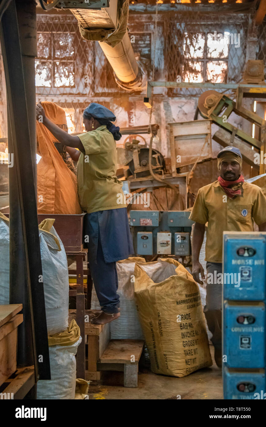 Vista verticale dei lavoratori ad una fabbrica di tè in Munnar, India. Foto Stock