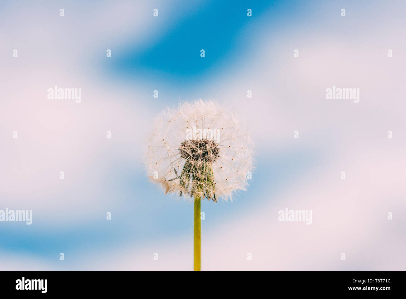 Bella immagine estiva di tarassaco fiore vicino fino contro il cielo blu con nuvole bianche. Alla moda di composizione minima. Foto Stock