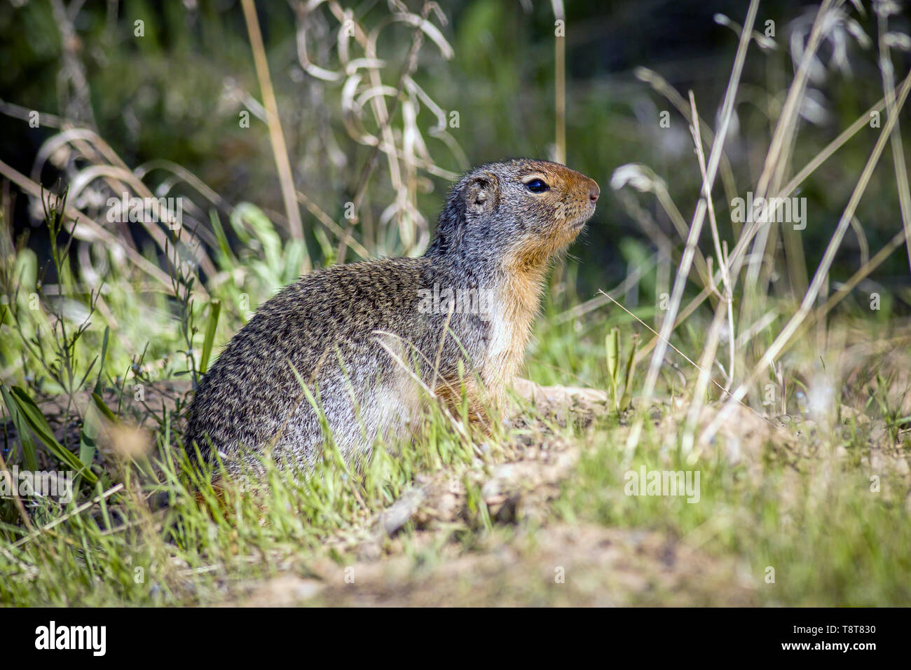 Un simpatico Columbia scoiattolo di terra è fuori della sua tana presso il centro visitatori presso Farragut parco dello Stato nel nord Idaho. Foto Stock