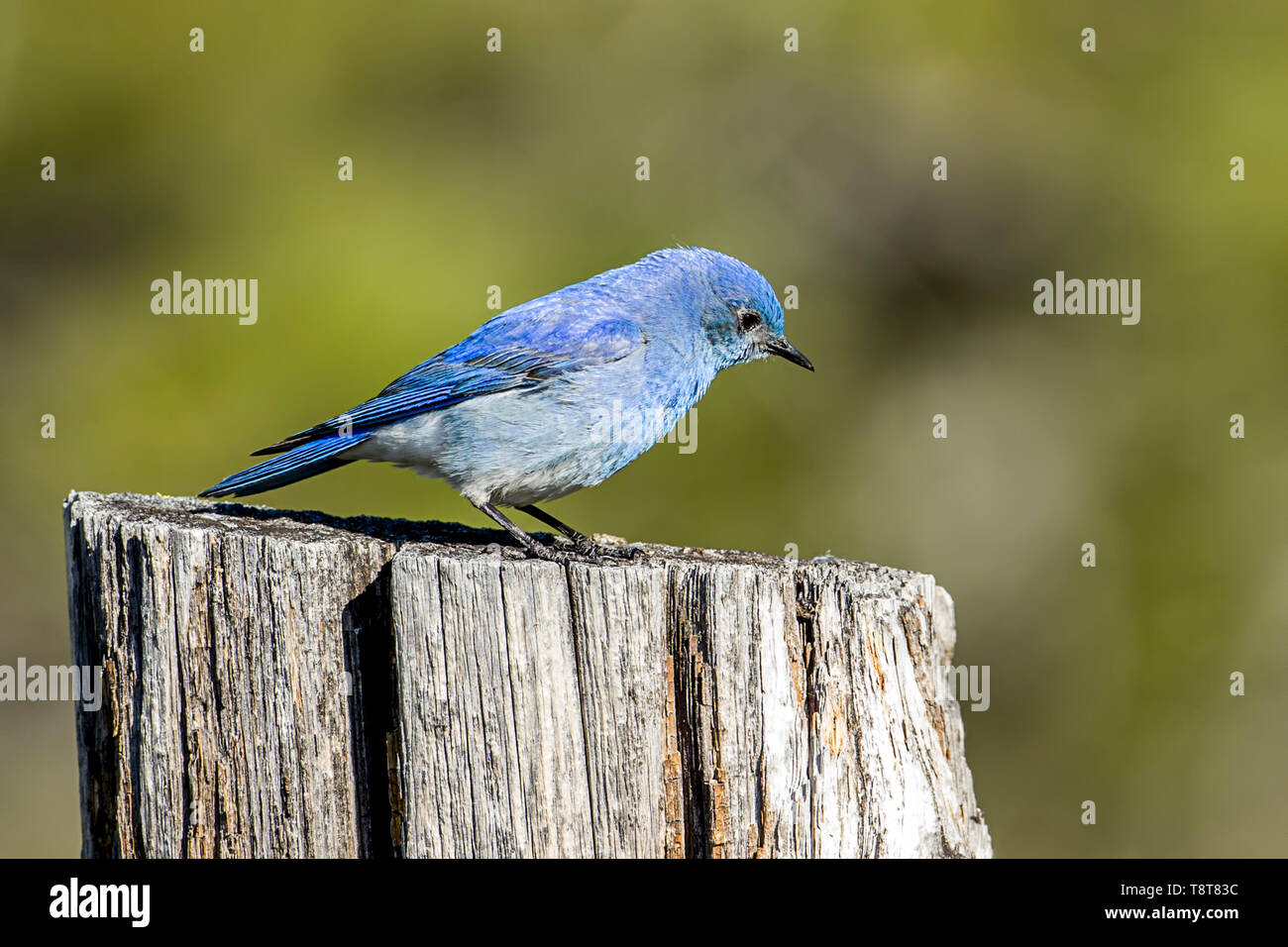 Un minuscolo mountain bluebird è arroccato sulla cima di un legno post al Farragut parco dello Stato nel nord Idaho. Foto Stock