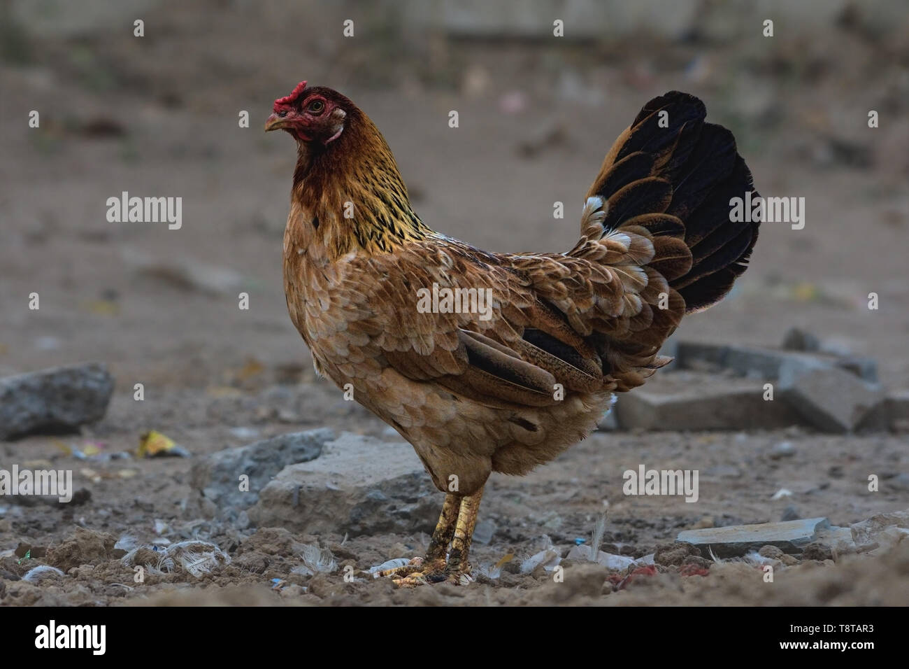 Femmina rosso Junglefowl (Gallus gallus). Foto Stock