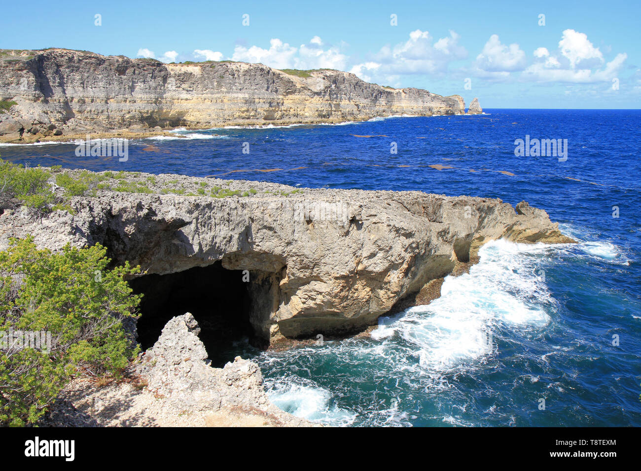 Linee di sargassum si estendono per chilometri lungo la superficie dell'oceano, Anse Bertrand, Guadalupa, isole dei Caraibi, Francia Foto Stock