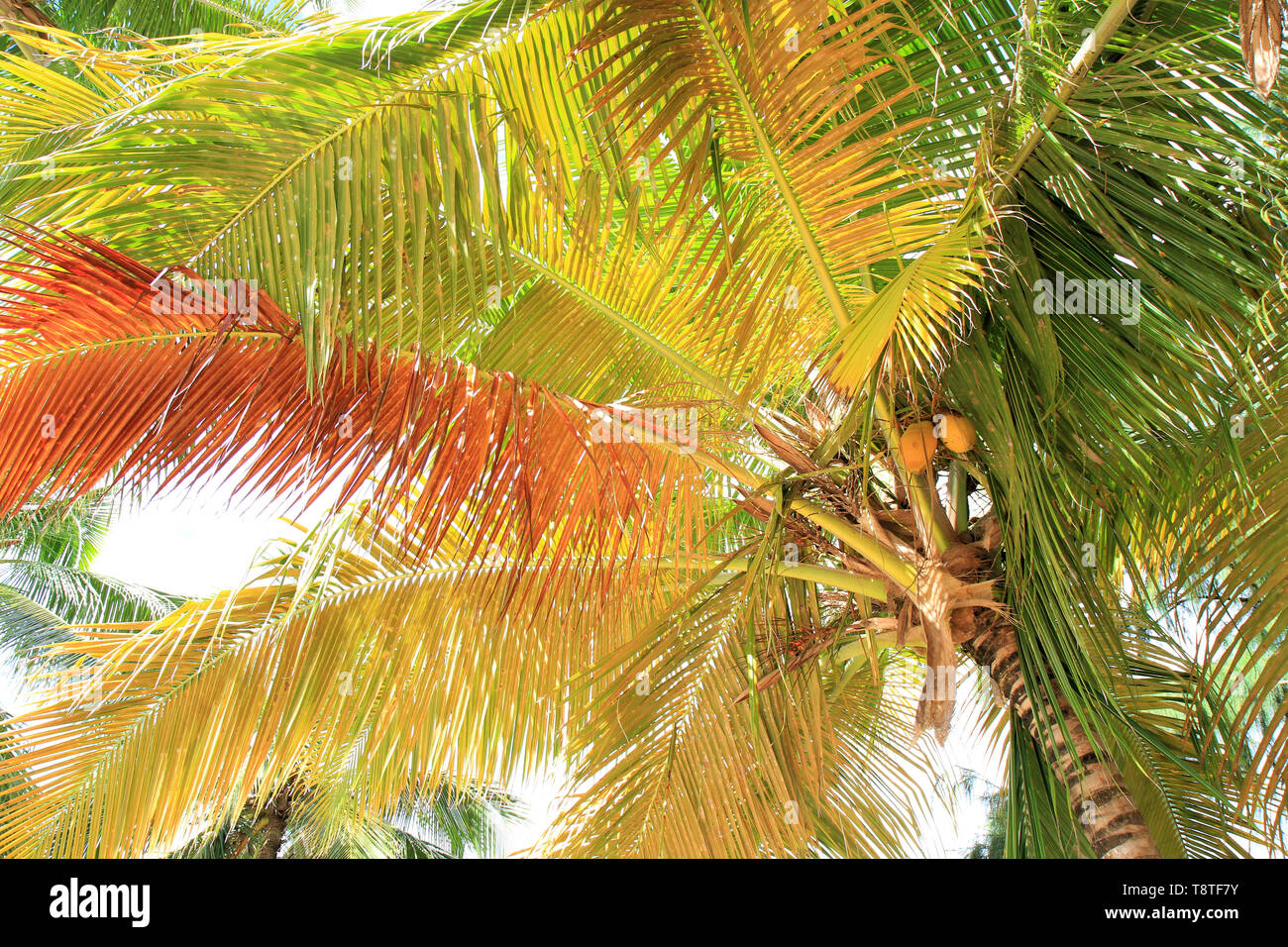 Basso angolo di visione di un colorato Palm tree, Guadalupa, isole dei Caraibi, Francia Foto Stock