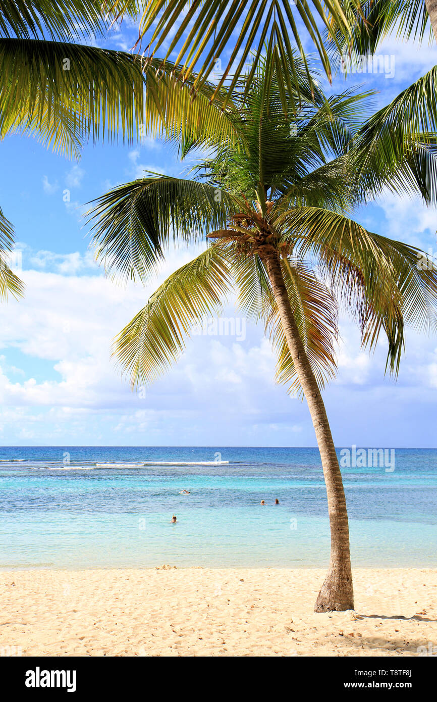 Palm tree su una spiaggia deserta, Guadalupa, isole dei Caraibi, Francia Foto Stock