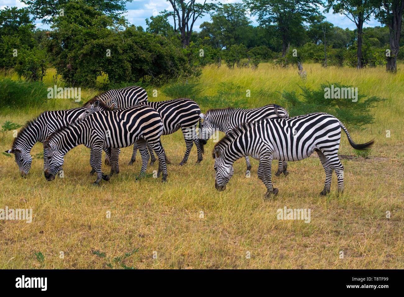 Allevamento di zebra di pascolo nella savana africana della Namibia durante un safari nella natura selvaggia Foto Stock