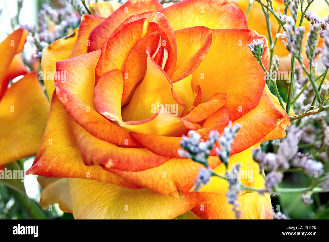 Un close-up di un color salmone rose rosso con bordi di petalo, aperta e intreccio di foglie, circondato da delicati ornamenti blu e il verde delle foglie Foto Stock