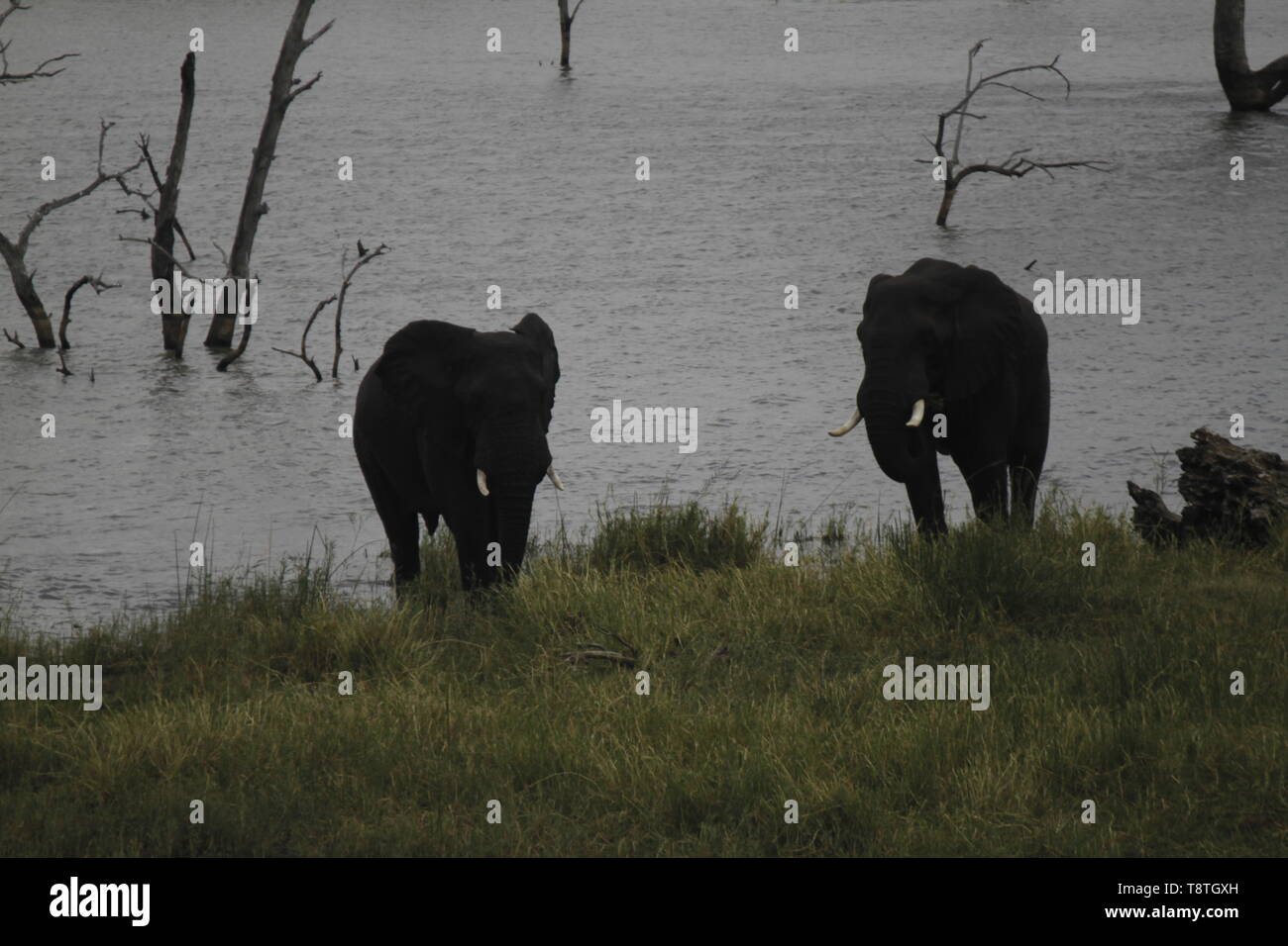 Nuoto elefanti in Pioneer dam, vicino Mopani Camp Foto Stock