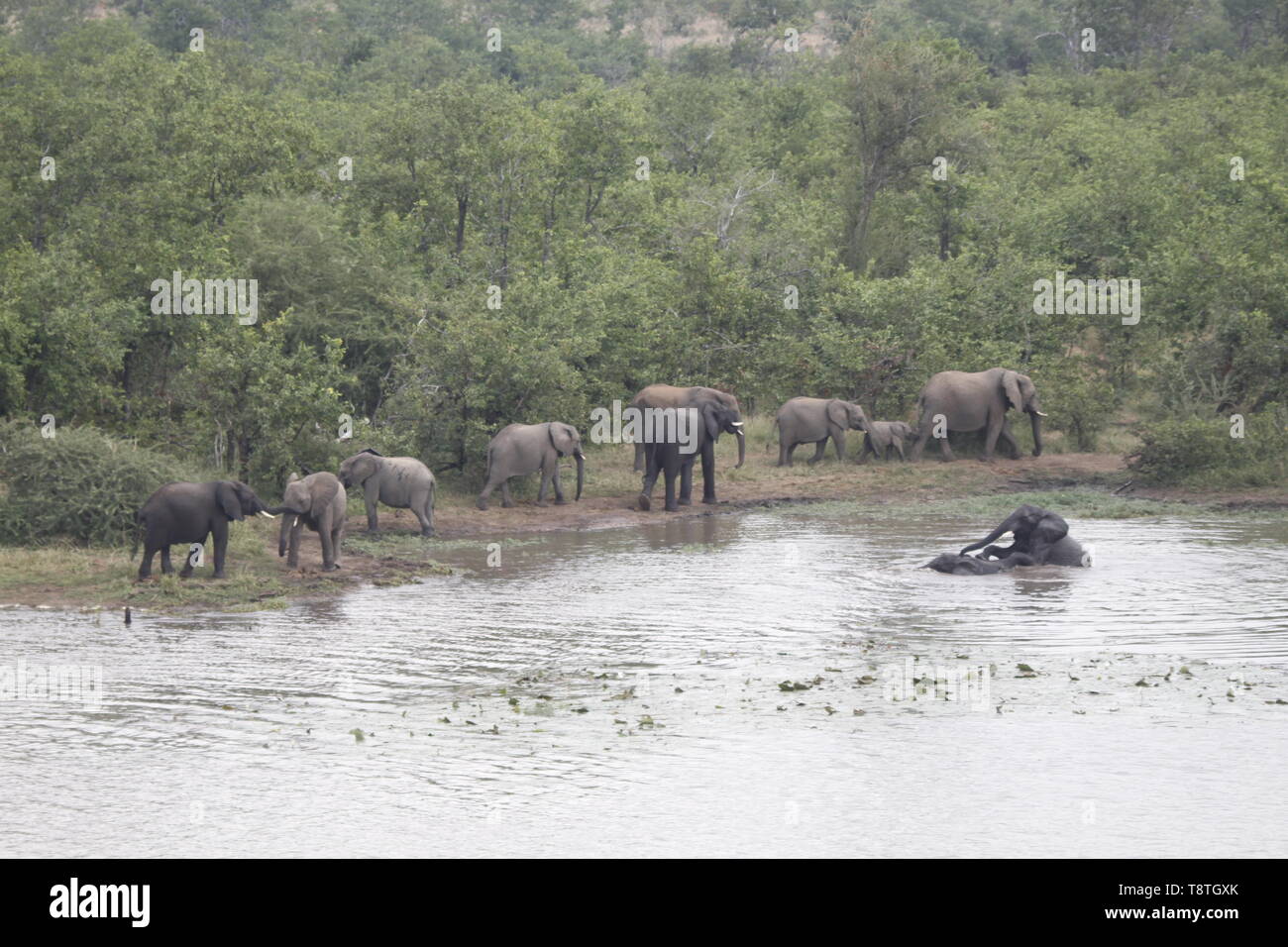 Nuoto elefanti in Pioneer dam, vicino Mopani Camp Foto Stock