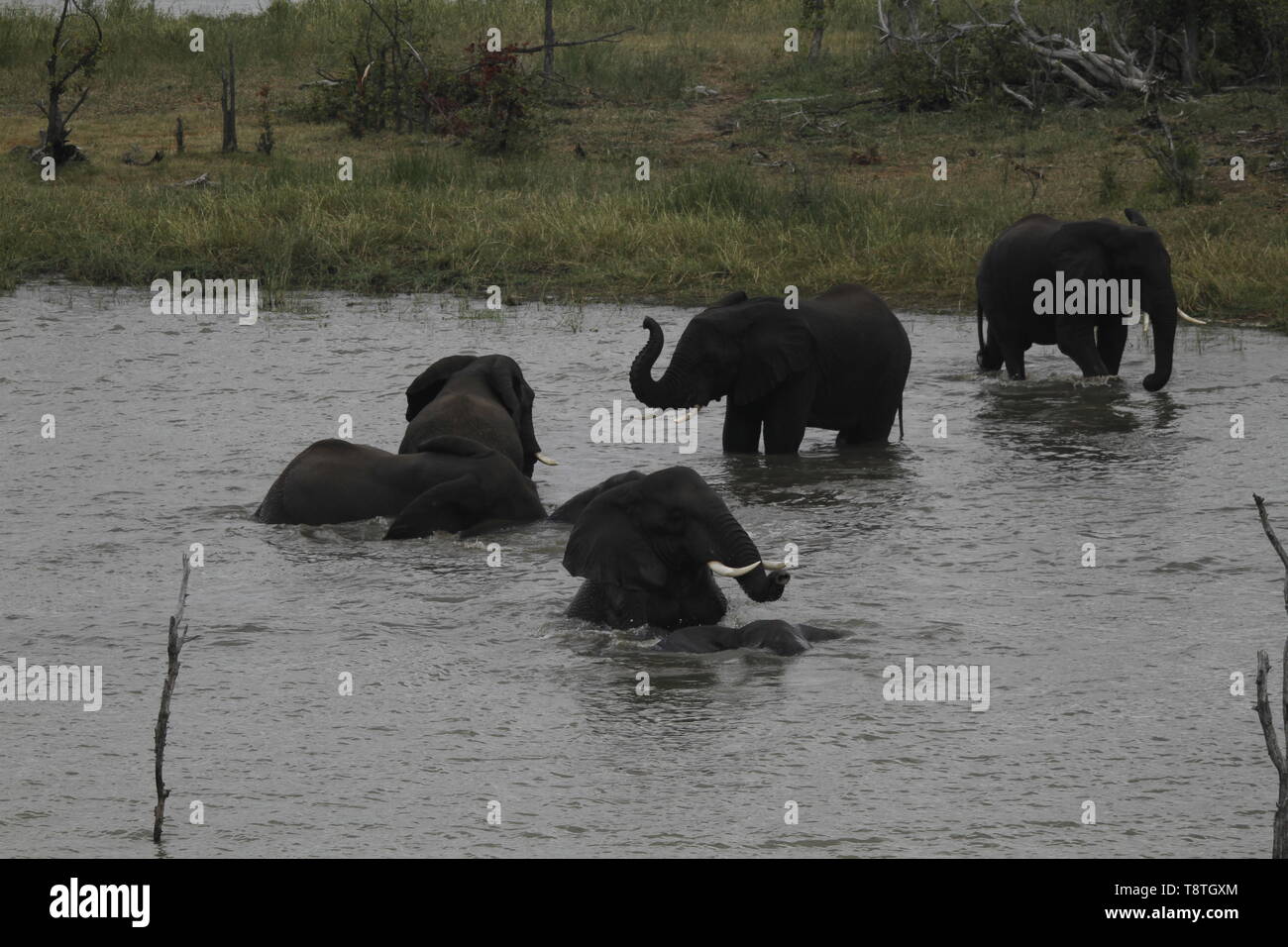 Nuoto elefanti in Pioneer dam, vicino Mopani Camp Foto Stock