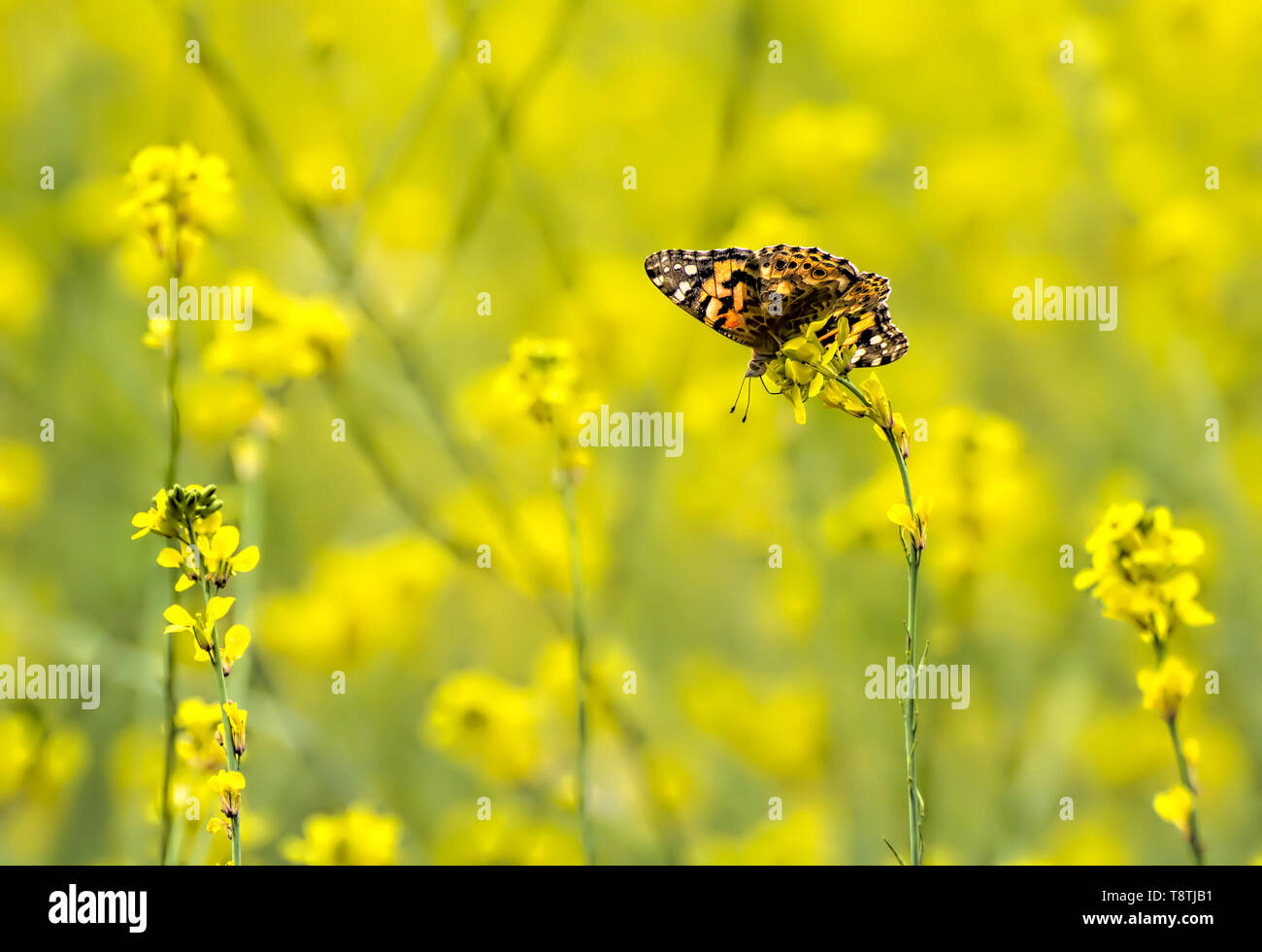 Unico verniciato arancio lady farfalla in un campo luminoso giallo senape fiori selvatici. Foto Stock