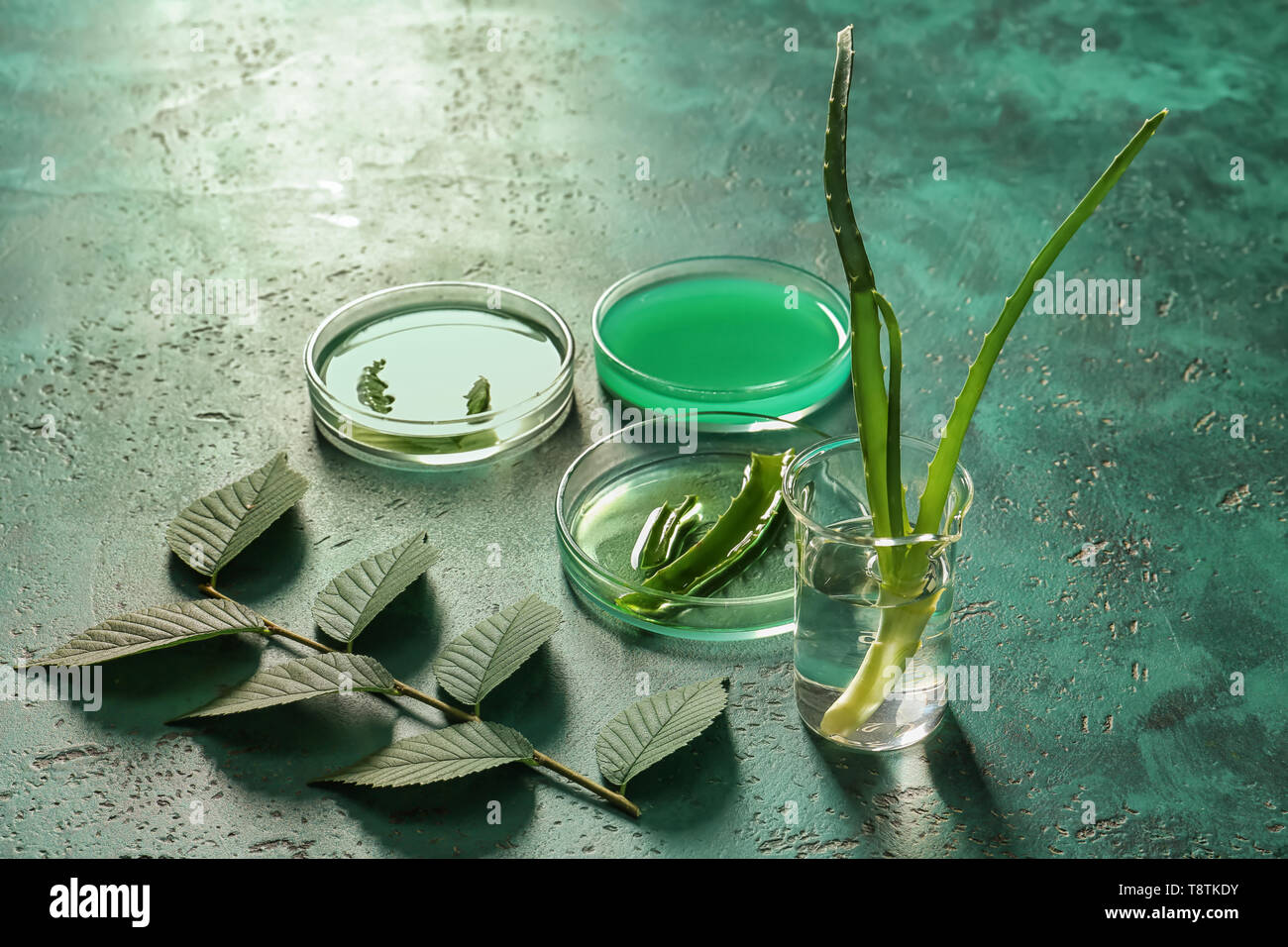 In capsule di Petri e bicchiere con piante sulla tavola a colori Foto Stock