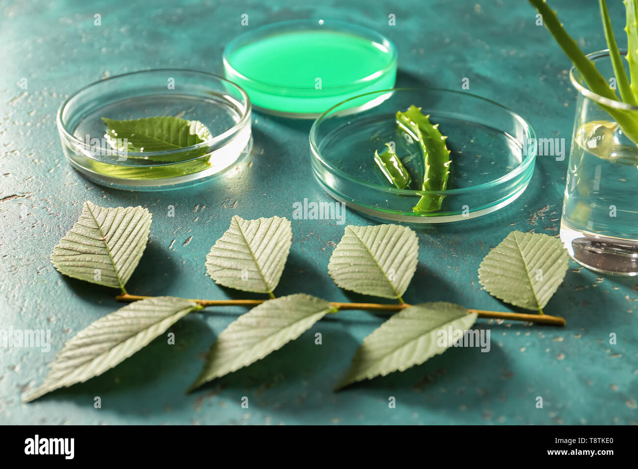 In capsule di Petri e bicchiere con piante sulla tavola a colori Foto Stock