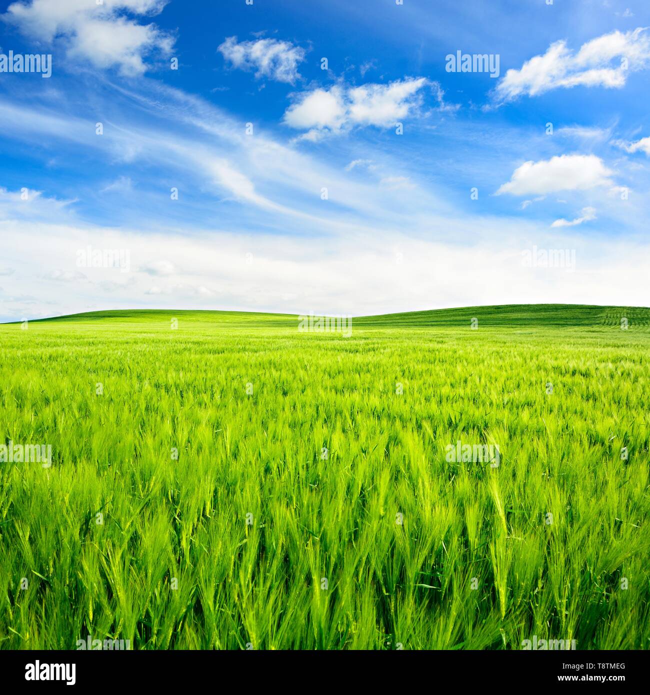 Campo verde con fair weather Nuvole paesaggio collinare con orzo campo in primavera, Saalekreis, Sassonia-Anhalt, Germania Foto Stock