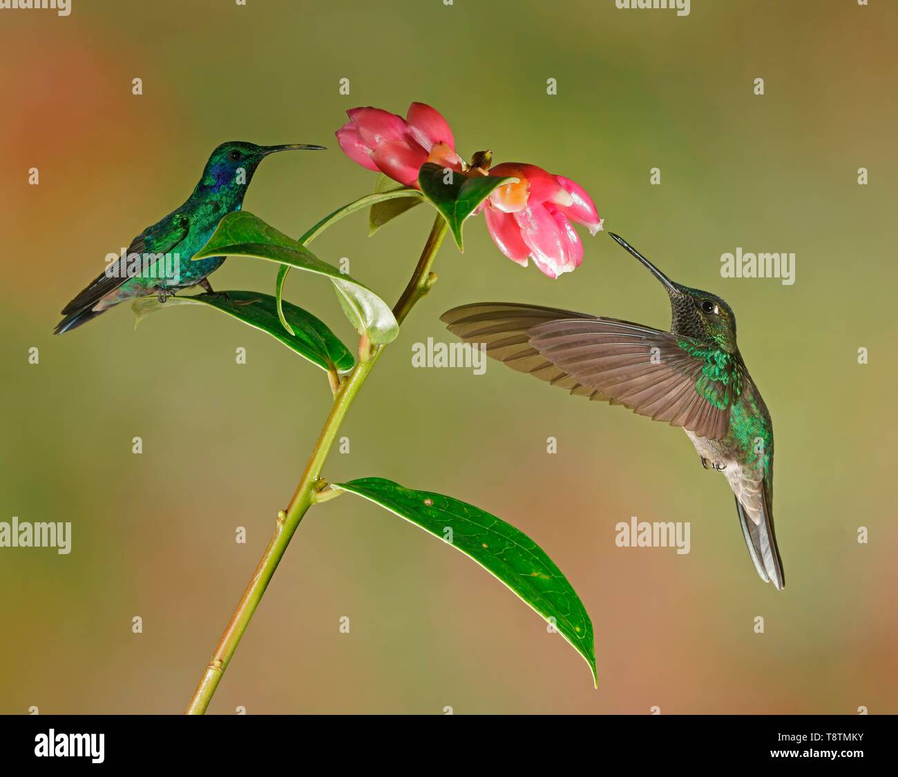 Violetear messicano (Colibri thalassinus) e Fiery-throated hummingbird (Panterpe insignis) in volo, bere il nettare sul fiore rosa, Costa Rica Foto Stock