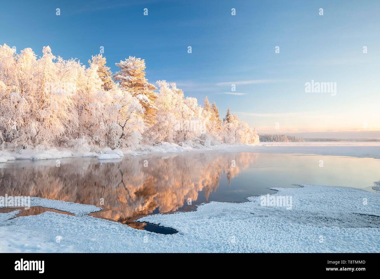 Coperte di neve alberi riflessa in un semi-lago ghiacciato, Pallas-Yllastunturi National Park, Muonio, Lapponia, Finlandia Foto Stock