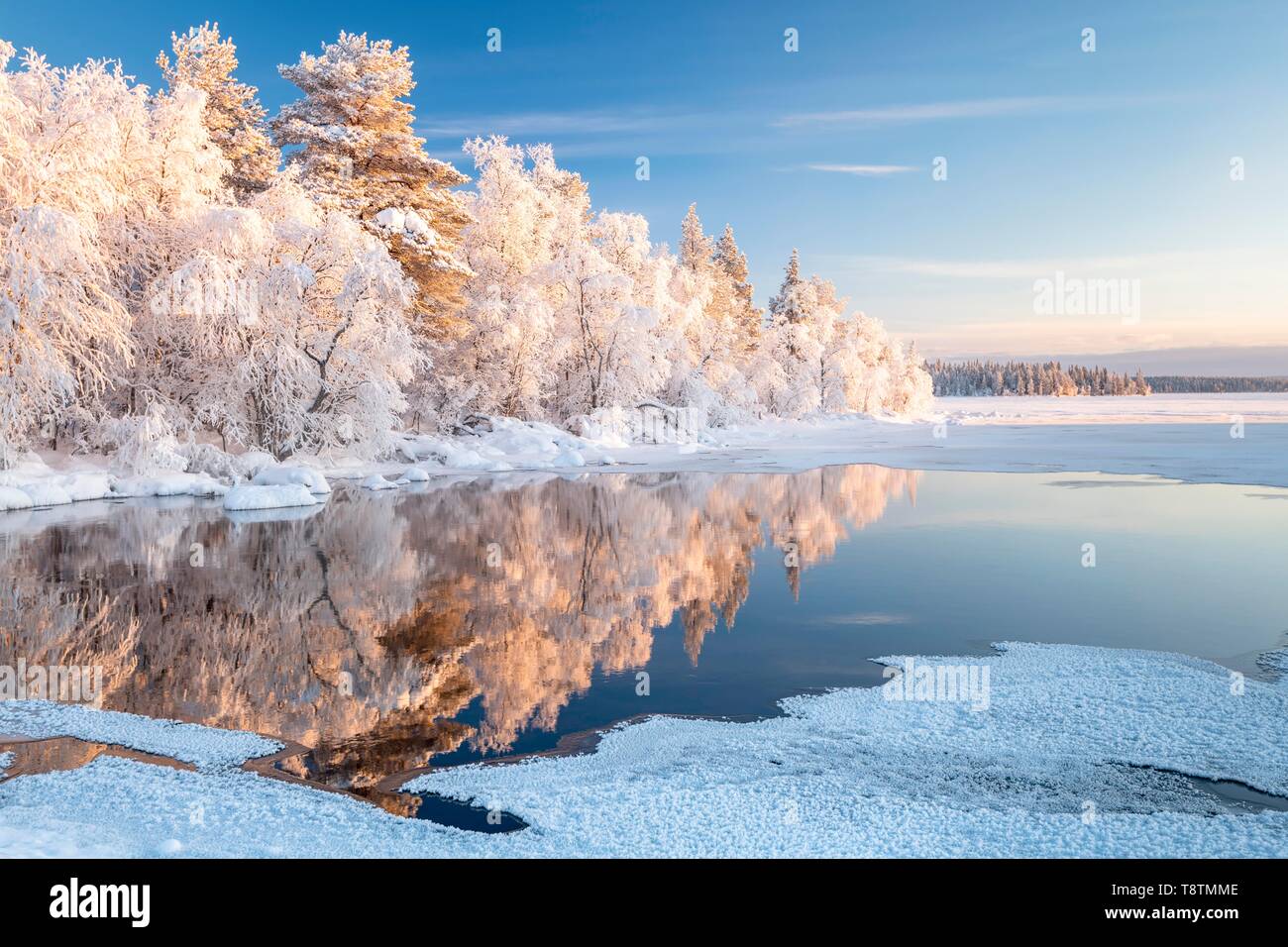 Coperte di neve alberi riflessa in un semi-lago ghiacciato, Pallas-Yllastunturi National Park, Muonio, Lapponia, Finlandia Foto Stock