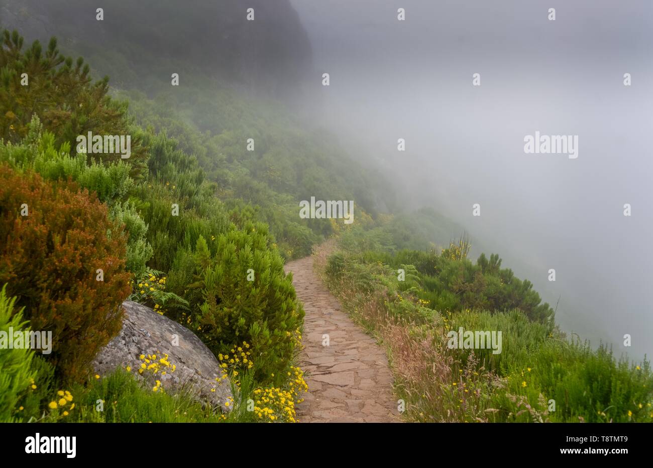 Sentiero escursionistico a Pico Ruivo nella fitta nebbia, centrale Monti, Madeira, Portogallo Foto Stock