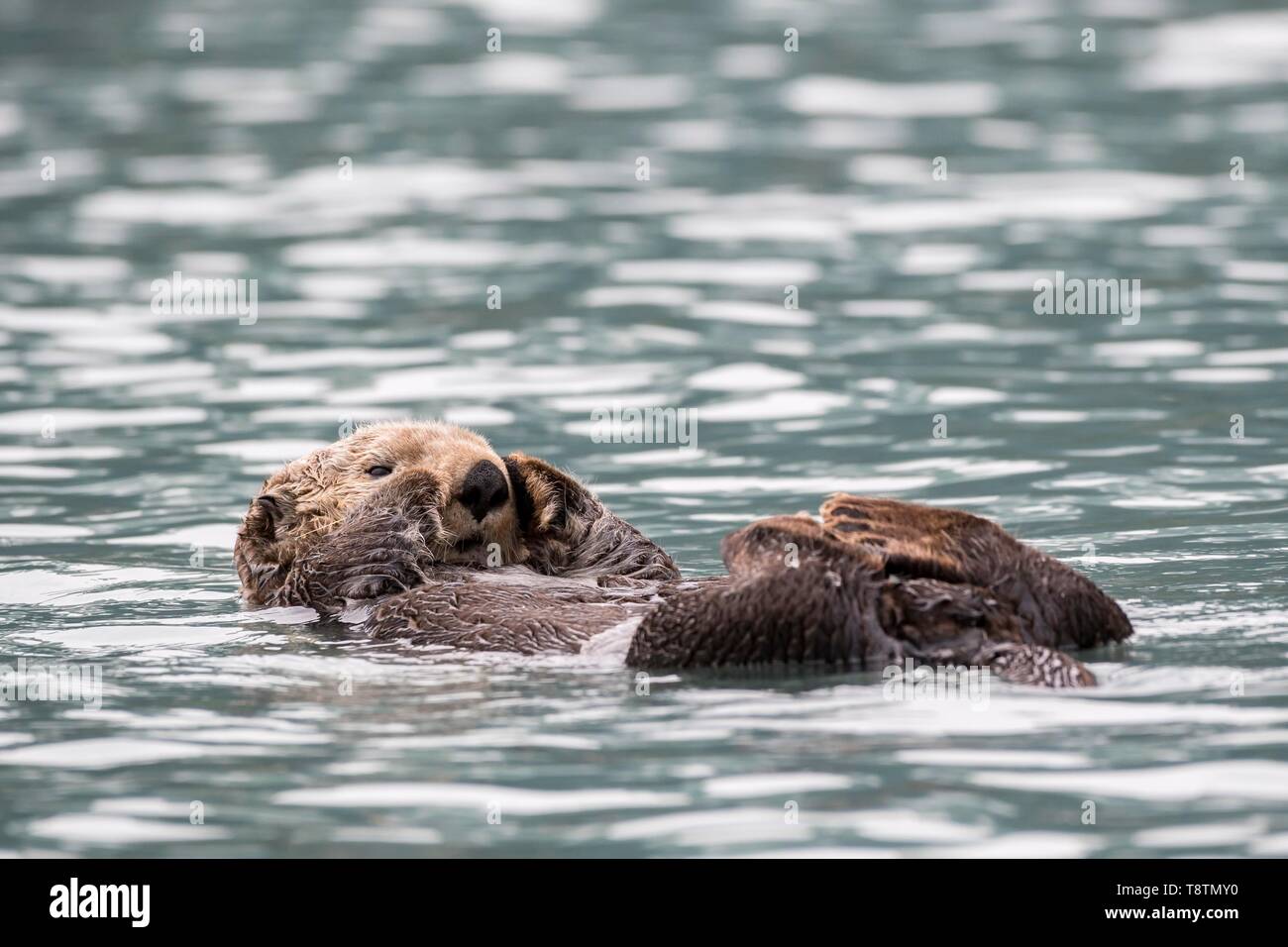 Sea Otter (Enhydra lutris) galleggia sul retro, Seward, Alaska, STATI UNITI D'AMERICA Foto Stock