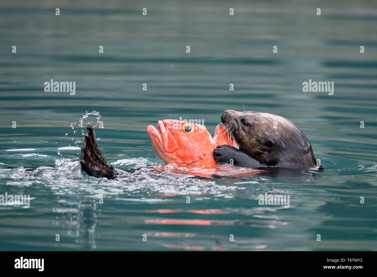 Sea Otter (Enhydra lutris) mangia il pesce catturato in acqua, Seward, Alaska, STATI UNITI D'AMERICA Foto Stock