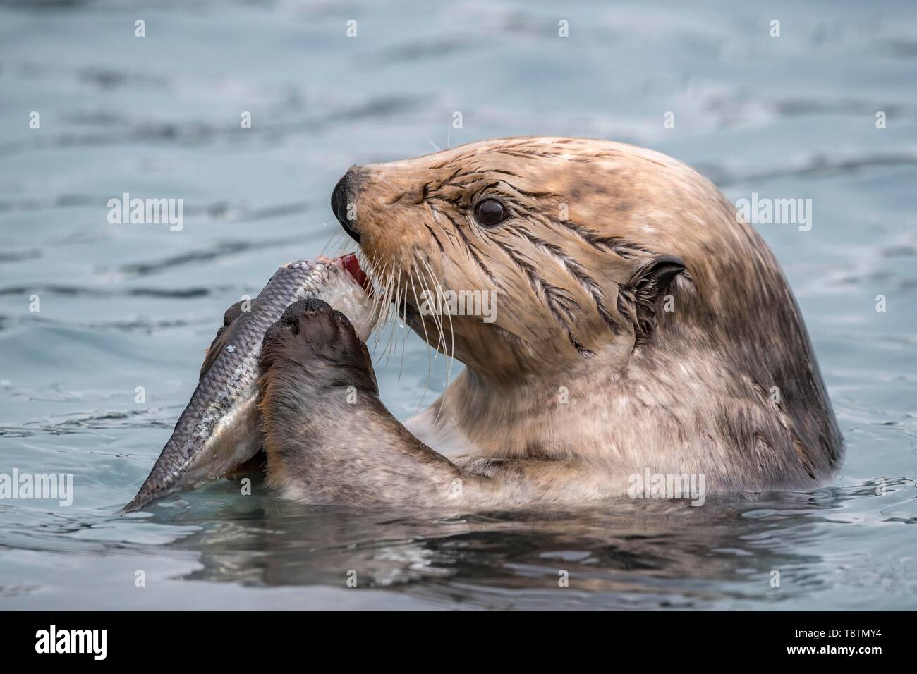 Sea Otter (Enhydra lutris) mangia il pesce catturato, animale ritratto in acqua, Seward, Alaska, STATI UNITI D'AMERICA Foto Stock