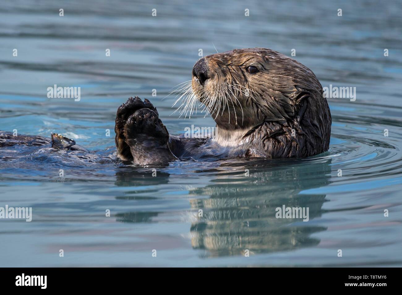Sea Otter (Enhydra lutris) galleggia sul retro, animale ritratto, Seward, Alaska, STATI UNITI D'AMERICA Foto Stock