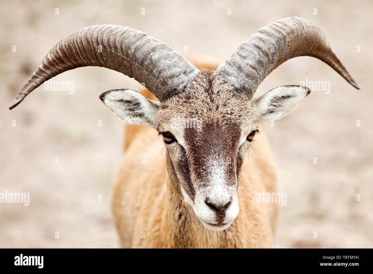 Muflone Europeo (Ovis gmelini musimon), captive, animale ritratto, Renania settentrionale-Vestfalia, Germania Foto Stock