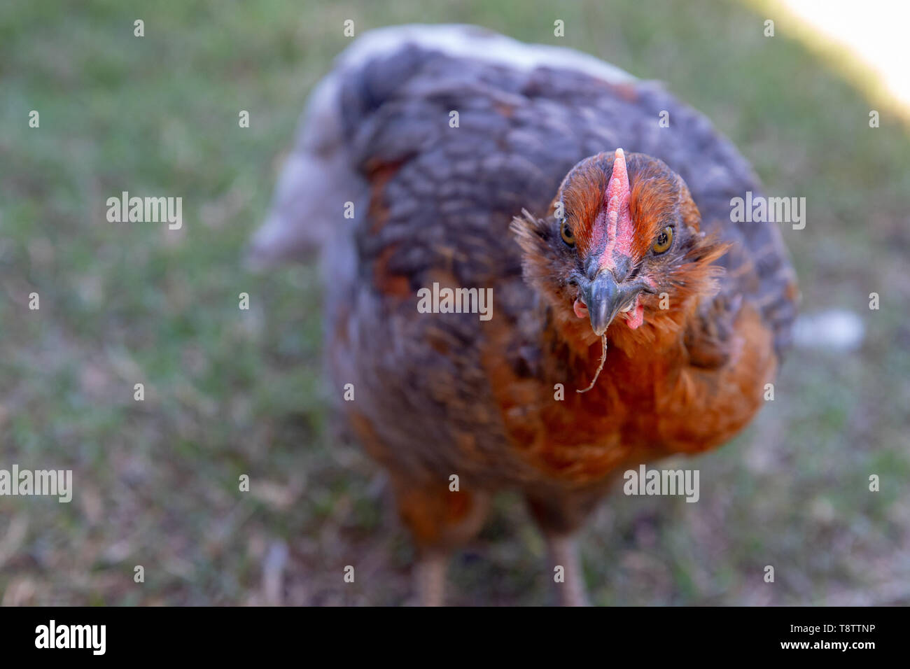 Close-up di alert Gallo Gallo nel pollaio Foto Stock