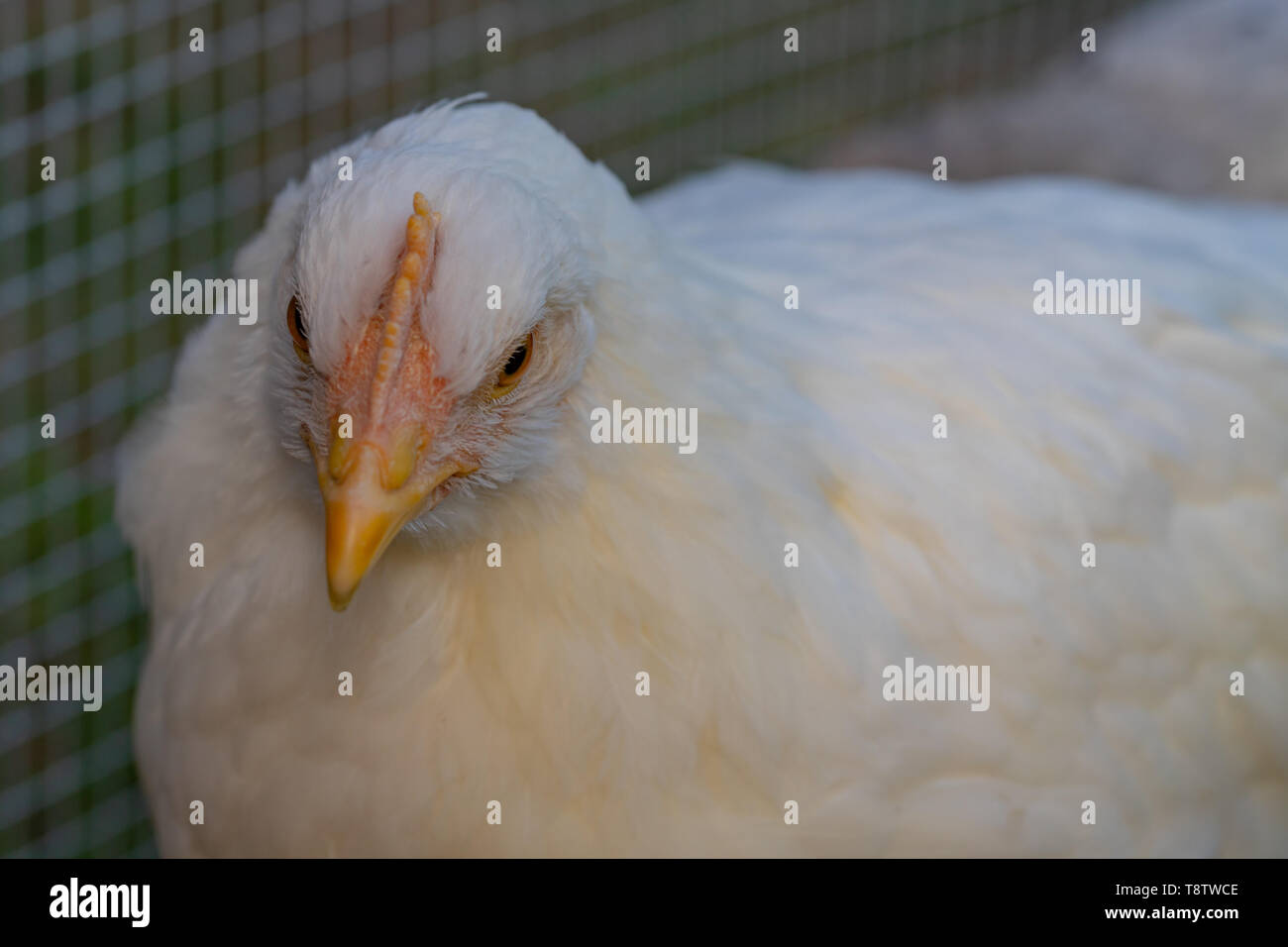Close-up di avviso pullet bianco pollo in backyard pollaio Foto Stock