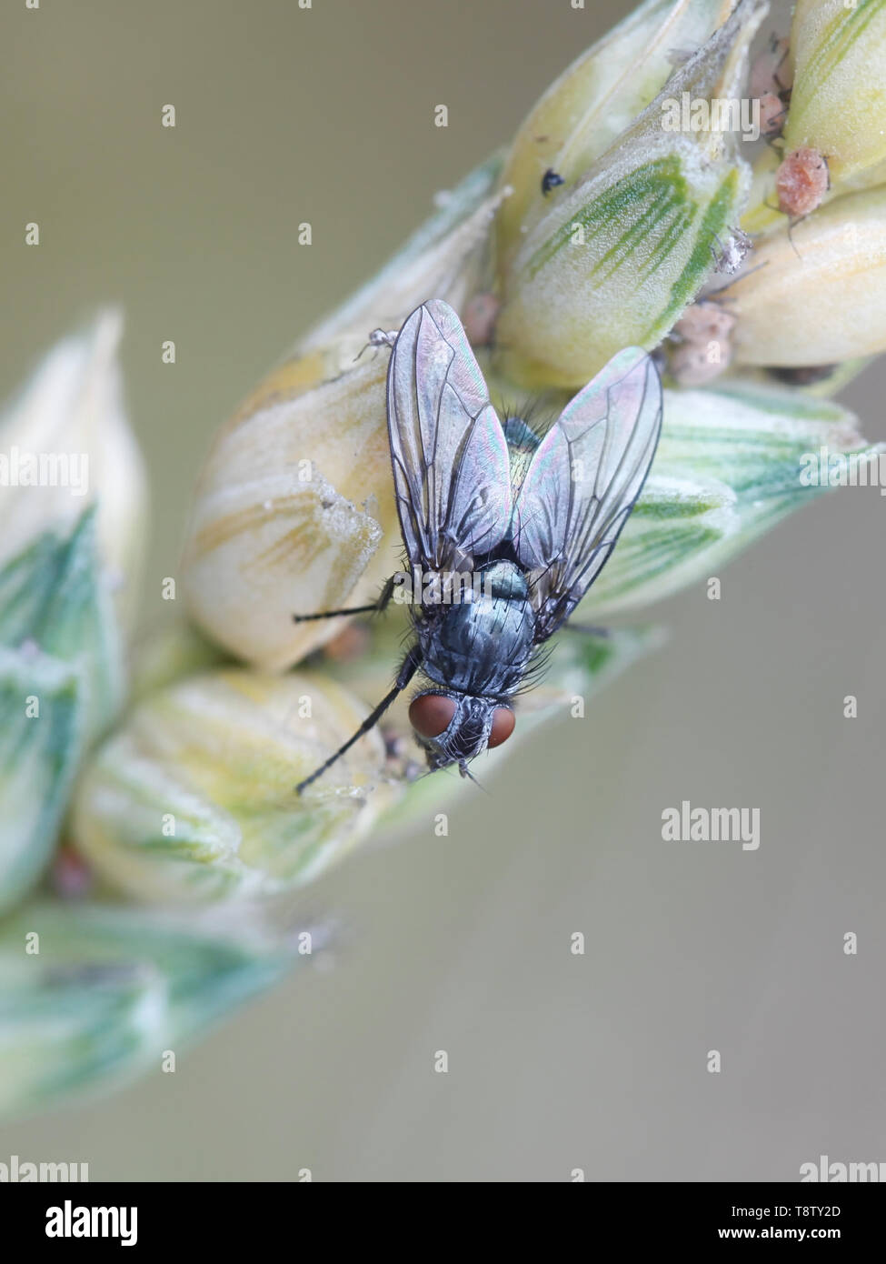 Soffiare fly, Bellardia sp, in appoggio sul grano Foto Stock