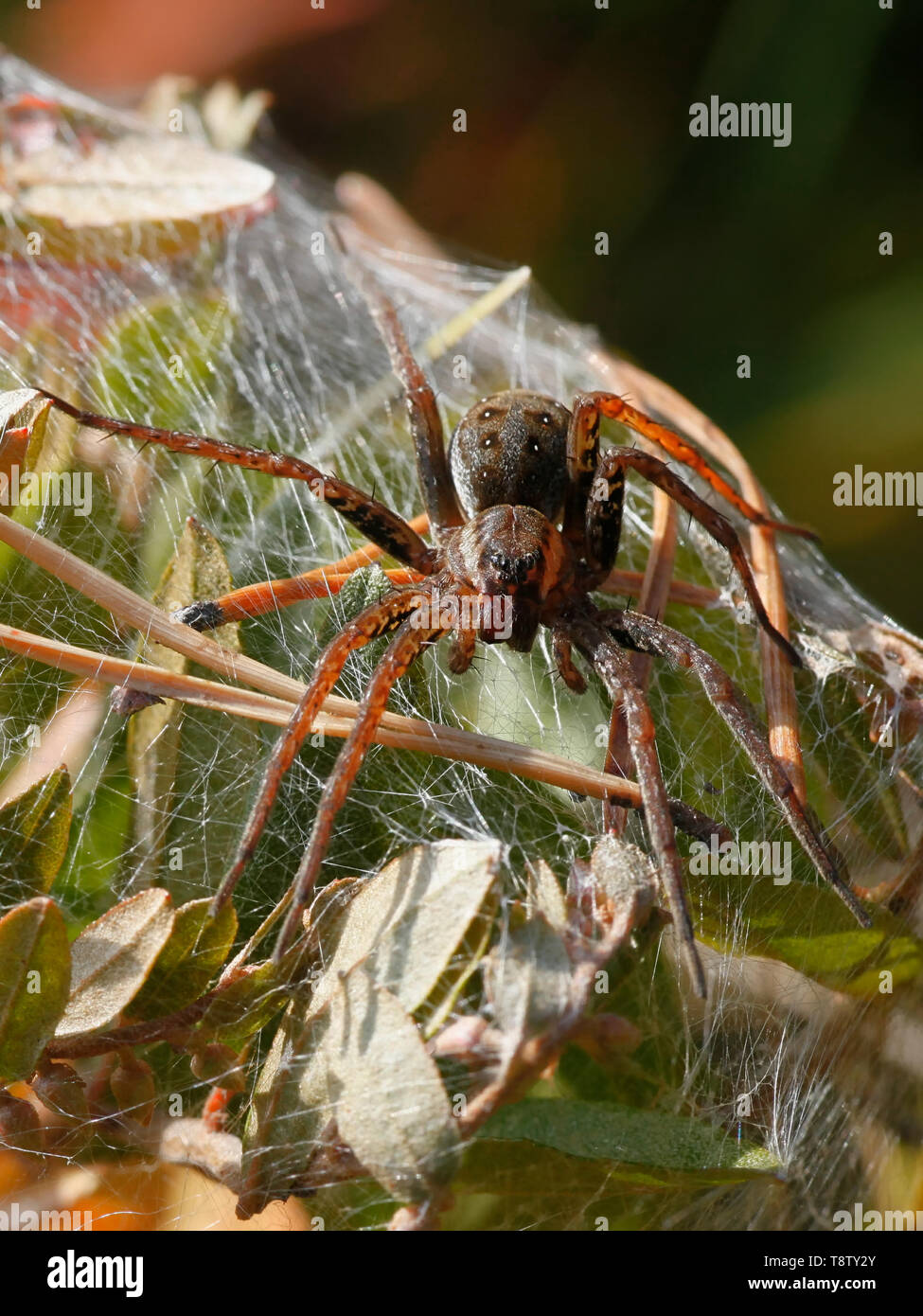 Raft spider, Dolomedes fimbriatus, una femmina di guardia nest Foto Stock